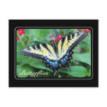 Yellow Swallowtail Butterfly Postcard