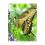 Yellow Swallowtail Butterfly Postcard