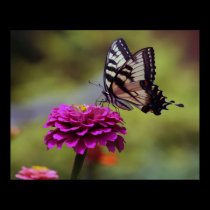 Yellow Swallowtail Butterfly posters