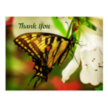 Yellow Swallowtail Butterfly Thank You Postcard