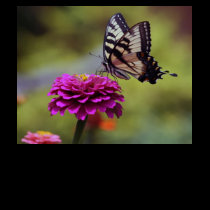 Yellow Swallowtail Butterfly t-shirts