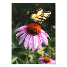 Yellow Swallowtail on Coneflower Photograph