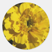 Yellow Tagetes Round Sticker