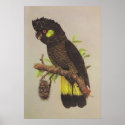 Yellow-tailed Black Cockatoo posters
