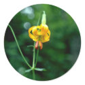 Yellow Tiger Lily flowers stickers