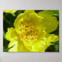 Yellow Tree Peony (Paeonia Lutea) posters