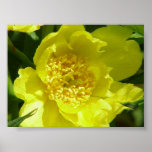 Yellow Tree Peony (Paeonia Lutea) posters
