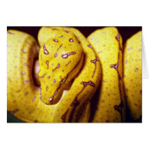 Yellow-tree python, baby greeting card