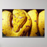Yellow-tree python, baby poster