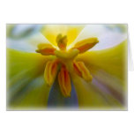 Yellow Tulip