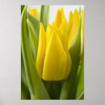 Yellow tulip flower ... poster posters