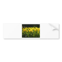 Yellow Tulip Garden Bumper Stickers