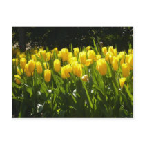 Yellow Tulip Garden Post Cards