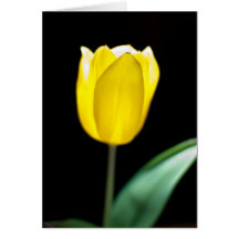Yellow tulip greeting cards