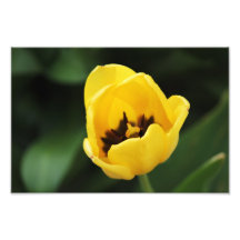 Yellow Tulip Photo Print
