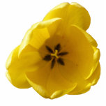 Yellow Tulip Photo Sculpture photo sculptures