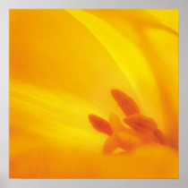 Yellow Tulip - poster