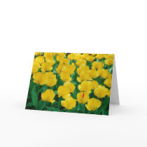 Yellow Tulips Card