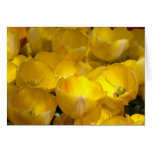 Yellow Tulips Greeting Cards