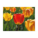 Yellow Tulips, Orange Tulips postcards
