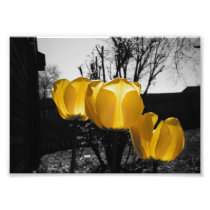 Yellow Tulips