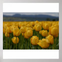 Yellow Tulips posters