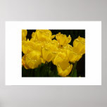 Yellow Tulips posters