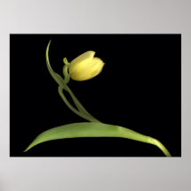 Yellow tulips poster