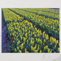 Yellow tulips, Sassenheim, Netherlands Flyers