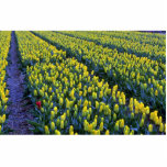 Yellow tulips, Sassenheim, Netherlands photo sculptures