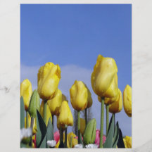 Yellow Tulips Shining Flyer Design