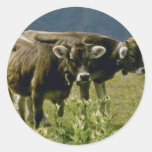yellow Two cows flowers Round Stickers