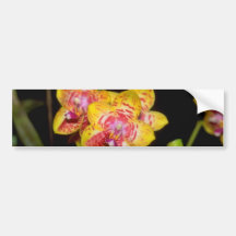 yellow Vanda flowers Bumper Sticker