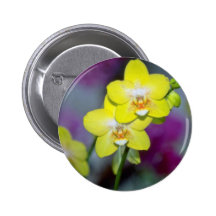 yellow Vanda flowers Button