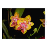 yellow Vanda flowers Card