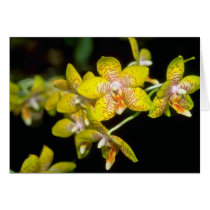 yellow Vanda flowers cards