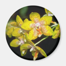 yellow Vanda flowers Magnet