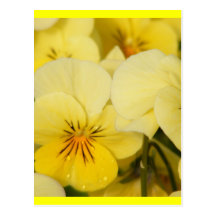 Yellow Violas (Pansies) Post Cards