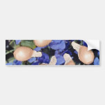 Yellow Violet seeds (Viola papilionacea) flowers Bumper Stickers