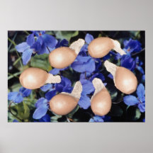 Yellow Violet seeds (Viola papilionacea) flowers Print