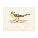 Yellow Wagtail Postcard