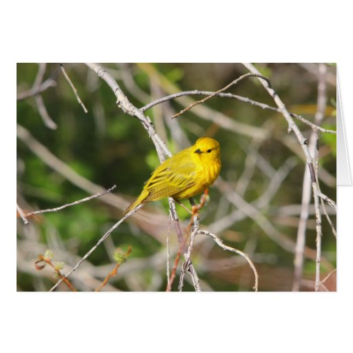 Yellow Warbler 2 Greeting Cards