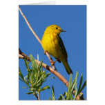 Yellow Warbler Card