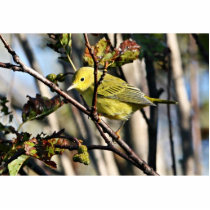 Yellow Warbler Photo Cut Outs