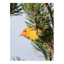 Yellow Warbler Post Cards