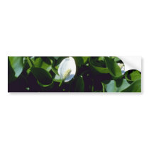 Yellow Water-Arum (Calla Palustris Var. Polysthace Bumper Sticker
