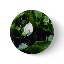 Yellow Water-Arum (Calla Palustris Var. Polysthace Button