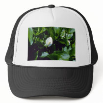 Yellow Water-Arum (Calla Palustris Var. Polysthace Hat
