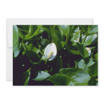 Yellow Water-Arum (Calla Palustris Var. Polysthace Personalized Invites