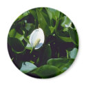 Yellow Water-Arum (Calla Palustris Var. Polysthace magnets
